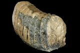 Partial Southern Mammoth Molar - Hungary #149860-2